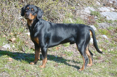 COPOI SLOVAC
